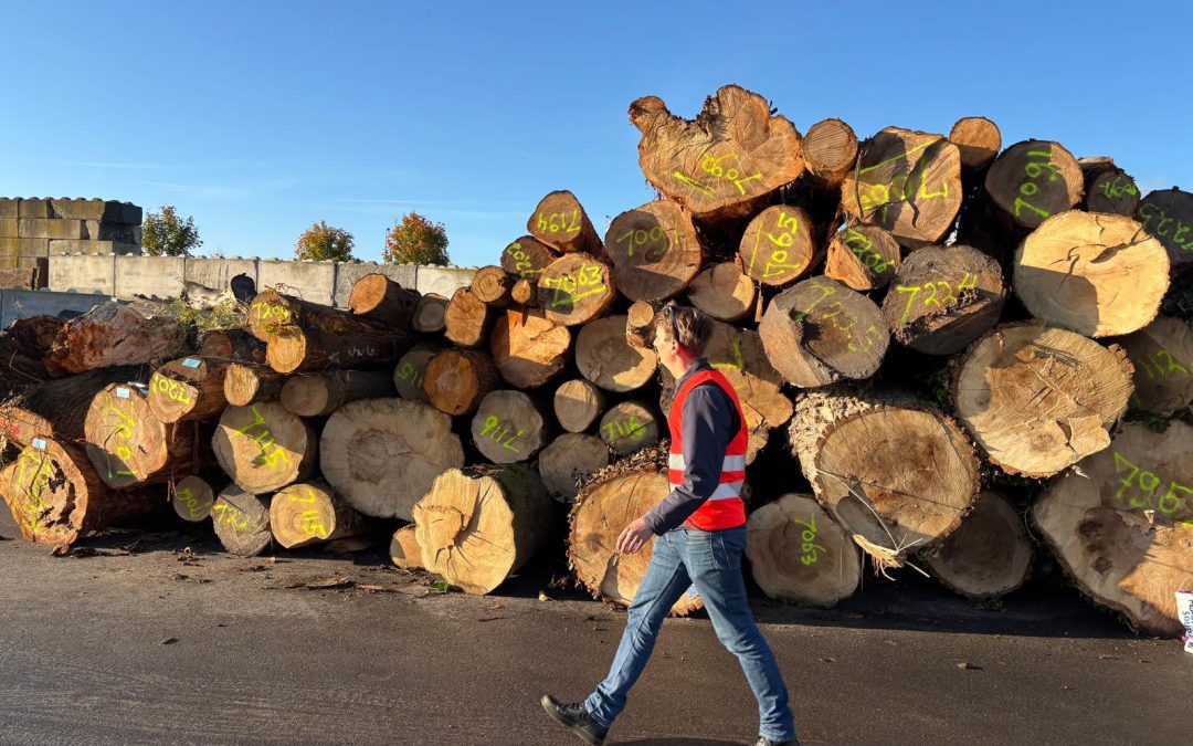 Haarlemse houtketen als circulair voorbeeld